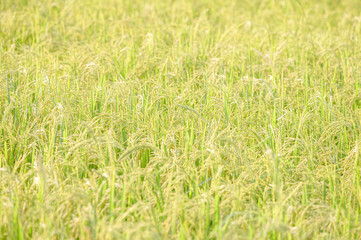 Close-up rice paddy field with yellow sunlight in the morning. Beautiful textures wallpaper.