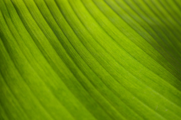 Close-up bright green banana leaf texture for wallpaper.