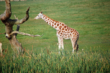 giraffe in africa