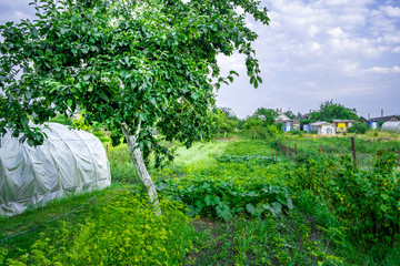 Country house kitchen garden in Belarus