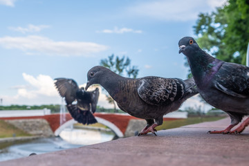 Curious pigeons looking into the camera