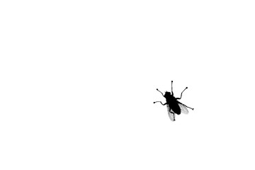 Black fly silhouette on white background isolated closeup, diptera bloodsucking insect design,...