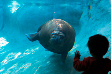 The walrus in zoo's aquarium
