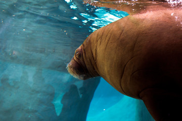 The walrus in zoo's aquarium