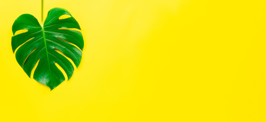 Isolate Dark green Monstera large leaves, philodendron tropical foliage plant growing in wild on yellow background concept for flat lay summer greenery leaf texture rainforest floral