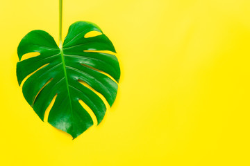 Isolate Dark green Monstera large leaves, philodendron tropical foliage plant growing in wild on yellow background concept for flat lay summer greenery leaf texture rainforest floral