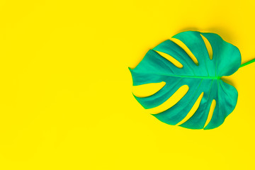 Isolate Dark green Monstera large leaves, philodendron tropical foliage plant growing in wild on yellow background concept for flat lay summer greenery leaf texture rainforest floral