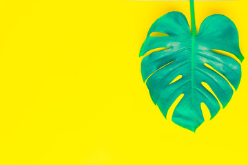 Isolate Dark green Monstera large leaves, philodendron tropical foliage plant growing in wild on yellow background concept for flat lay summer greenery leaf texture rainforest floral