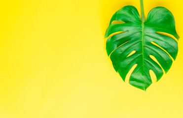 Isolate Dark green Monstera large leaves, philodendron tropical foliage plant growing in wild on...