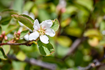 Pale leaved serviceberry (Amelanchier utahensis) wildflowers blooming in Yosemite National Park in summer, Sierra Nevada mountains, California
