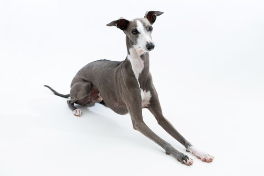 357 最適な イタリアングレーハウンド 画像 ストック写真 ベクター Adobe Stock