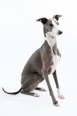 イタリアングレイハウンド