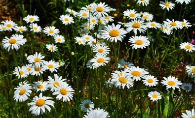 Fototapeta premium daisies in a field