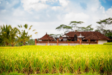 Fototapeta na wymiar Rice fields near Ubud, Bali, Indonesia 