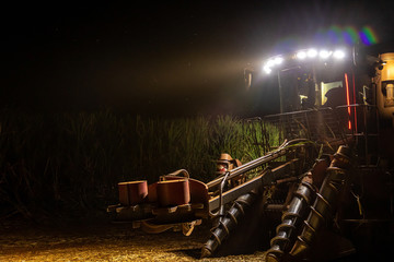 Sugar cane hasvest plantation night