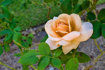  rose in garden