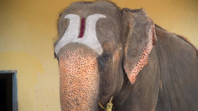 elephant closeup shot hindu temple india bindhu