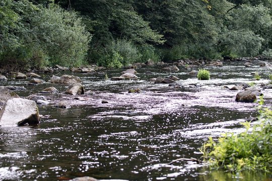 trout river with sones and trees