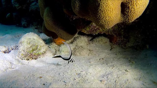 A jackknife fish. Small tropical fish on the bottom of the reef