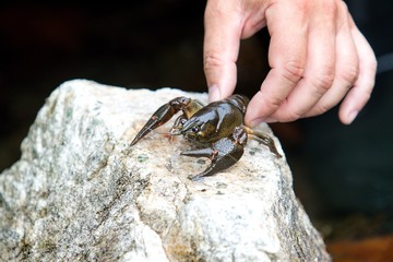 Hand holding the crayfish in the stone