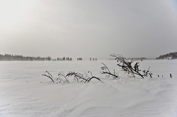 Yellowstone Winter