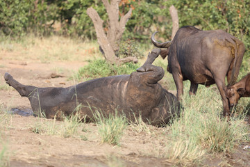 Obraz premium Kaffernbüffel / Buffalo / Syncerus caffer........