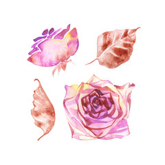 Set watercolor elements of roses. Collection garden pink flowers, leaves, branches. Botanic illustration isolated on white background.It's perfect for greeting cards.