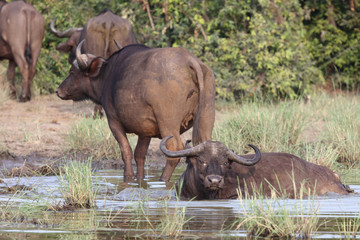 Fototapeta na wymiar Kaffernbüffel / Buffalo / Syncerus caffer