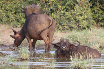 Obraz premium Kaffernbüffel / Buffalo / Syncerus caffer