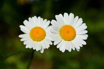 Fototapeta premium daisy in the garden