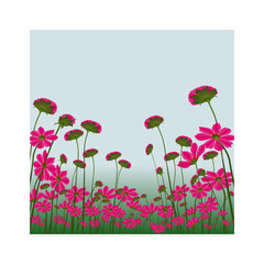 poppies on blue sky  background