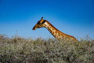 2018-10 Namibia