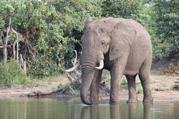 Afrikanischer Elefant / African elephant / Loxodonta africana