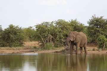 Afrikanischer Elefant / African elephant / Loxodonta africana