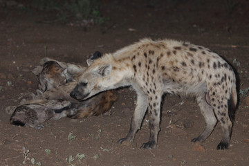 Tüpfelhyäne / Spotted hyaena / Crocuta crocuta