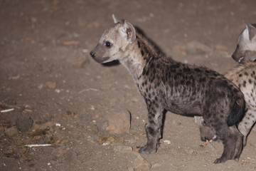 Tüpfelhyäne / Spotted Hyaena / Crocuta crocuta.