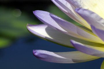 Beautiful lotus petals are a favorite of nature lovers.