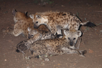 Tüpfelhyäne / Spotted Hyaena / Crocuta crocuta.