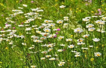 Many wild flowers in the field