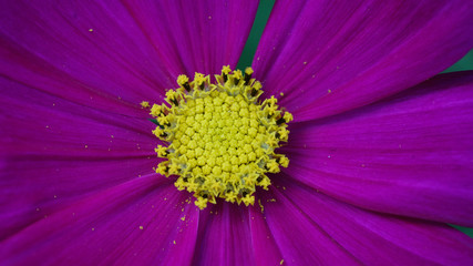 Close Up of Purple flower Selective Focus