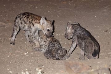 Tüpfelhyäne / Spotted Hyaena / Crocuta crocuta.