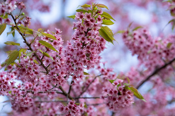 Beautiful Pink cherry blossom flowers (Thai Sakura) blooming in winter season