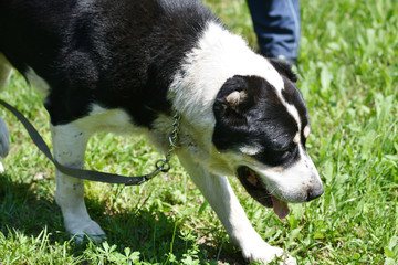 Dog breeds of alabai