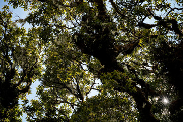 Fototapeta premium Tropical Rainforest, green jungle Landscape