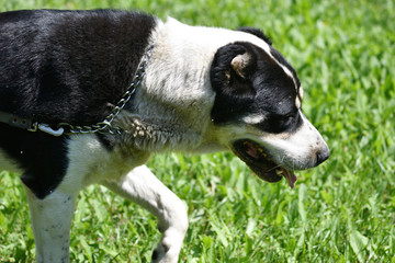 Dog breeds of alabai