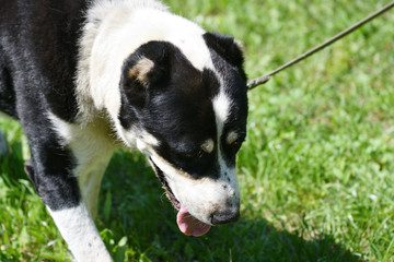 Dog breeds of alabai