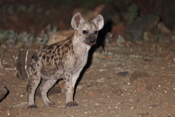 Tüpfelhyäne / Spotted Hyaena / Crocuta crocuta.