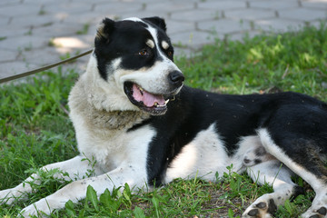 Dog breeds of alabai