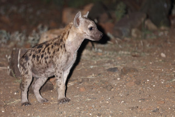 Tüpfelhyäne / Spotted Hyaena / Crocuta crocuta.