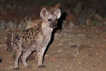 Tüpfelhyäne / Spotted Hyaena / Crocuta crocuta.